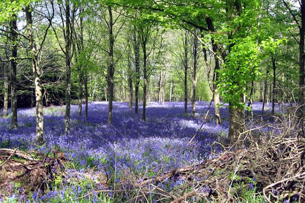 Bluebells in Barton Bushes.jpg -                                